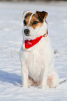 sitzender Jack Russell Terrier