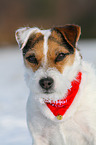 Jack Russell Terrier Portrait