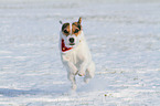 rennender Jack Russell Terrier
