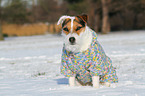 sitzender Jack Russell Terrier