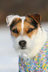 Jack Russell Terrier Portrait