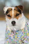 Jack Russell Terrier Portrait