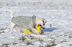 spielender Jack Russell Terrier