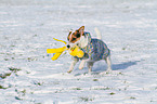 spielender Jack Russell Terrier