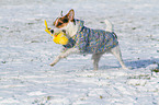 spielender Jack Russell Terrier