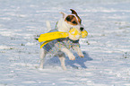 spielender Jack Russell Terrier