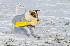 spielender Jack Russell Terrier