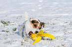 Jack Russell Terrier mit Spielzeug