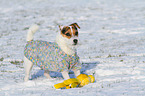 Jack Russell Terrier mit Spielzeug