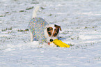 Jack Russell Terrier mit Spielzeug