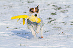 spielender Jack Russell Terrier