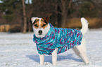 Jack Russell Terrier trgt Pullover