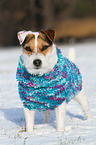 Jack Russell Terrier trgt Pullover
