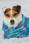 liegender Jack Russell Terrier