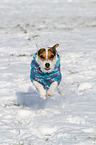 rennender Jack Russell Terrier