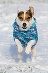 rennender Jack Russell Terrier