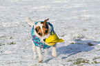 spielender Jack Russell Terrier