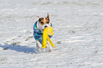 spielender Jack Russell Terrier