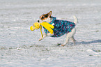 spielender Jack Russell Terrier