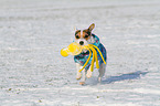 spielender Jack Russell Terrier