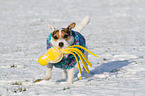 spielender Jack Russell Terrier