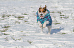 rennender Jack Russell Terrier