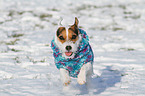 rennender Jack Russell Terrier