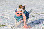 spielender Jack Russell Terrier