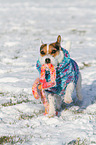 spielender Jack Russell Terrier