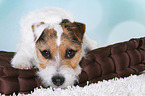 liegender Jack Russell Terrier