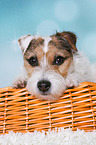 liegender Jack Russell Terrier