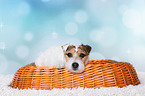 liegender Jack Russell Terrier