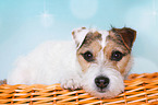 liegender Jack Russell Terrier