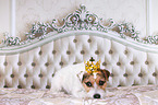 liegender Jack Russell Terrier