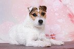 liegender Jack Russell Terrier