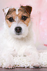 liegender Jack Russell Terrier