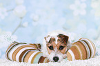 liegender Jack Russell Terrier