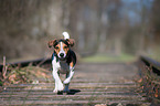 rennender Jack Russell Terrier