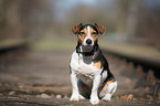 sitzender Jack Russell Terrier
