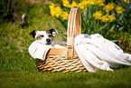 Jack Russell Terrier im Krbchen