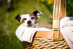 Jack Russell Terrier im Krbchen