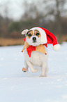 Jack Russell Terrier im Schnee