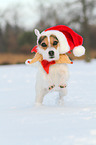 Jack Russell Terrier im Schnee