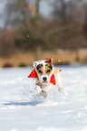 Jack Russell Terrier im Schnee