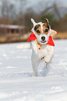 Jack Russell Terrier im Schnee