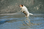 springender Jack Russell Terrier