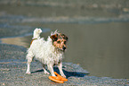 Jack Russell Terrier