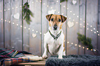 sitzender Jack Russell Terrier