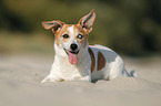 liegender Jack Russell Terrier