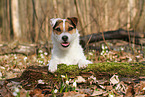 Jack Russell Terrier